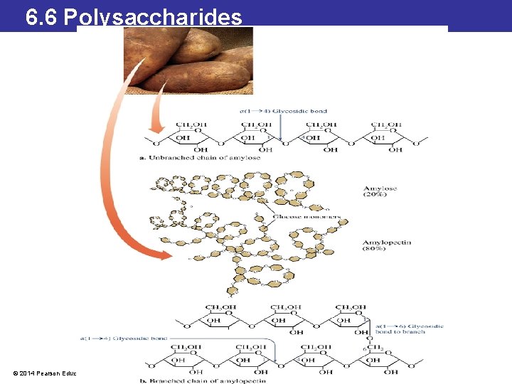 6. 6 Polysaccharides © 2014 Pearson Education, Inc. 