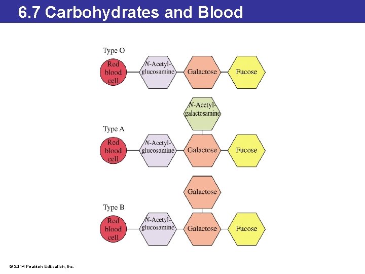 6. 7 Carbohydrates and Blood © 2014 Pearson Education, Inc. 