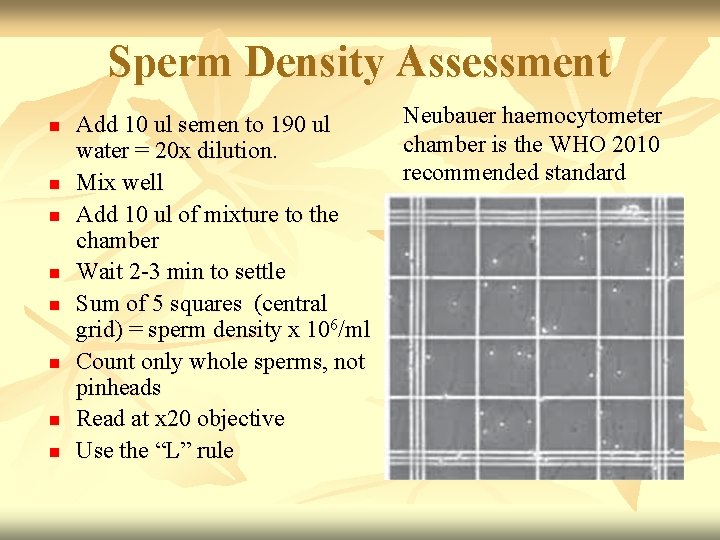 Sperm Density Assessment n n n n Add 10 ul semen to 190 ul
