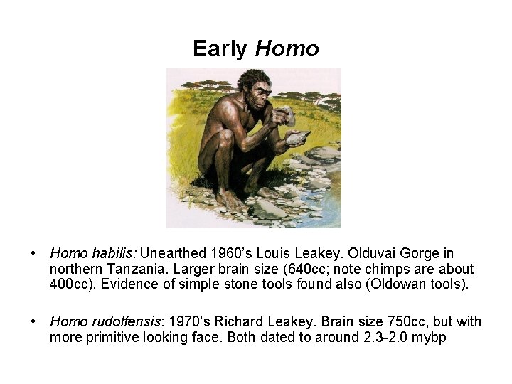 Early Homo • Homo habilis: Unearthed 1960’s Louis Leakey. Olduvai Gorge in northern Tanzania.