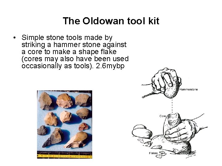 The Oldowan tool kit • Simple stone tools made by striking a hammer stone