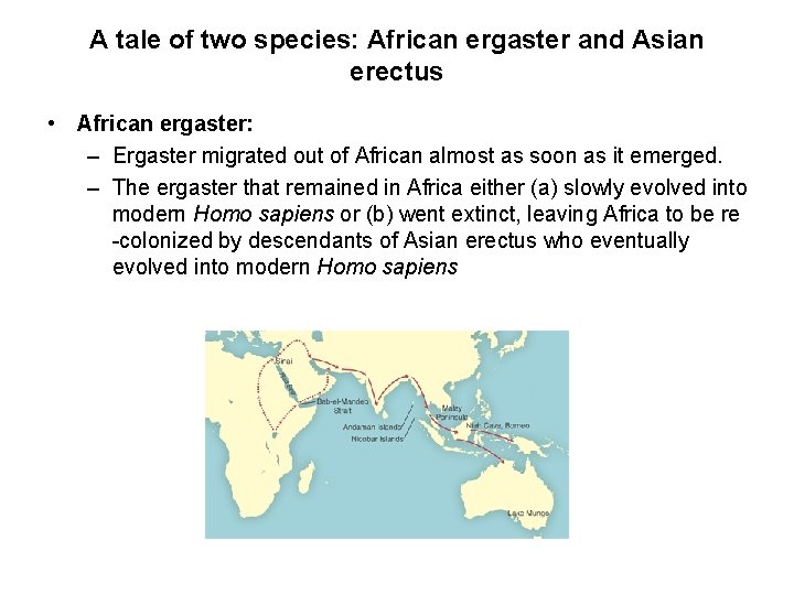 A tale of two species: African ergaster and Asian erectus • African ergaster: –