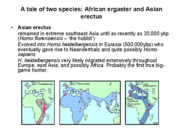 A tale of two species: African ergaster and Asian erectus • Asian erectus remained