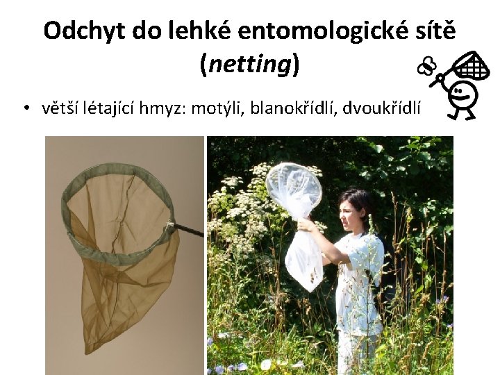 Odchyt do lehké entomologické sítě (netting) • větší létající hmyz: motýli, blanokřídlí, dvoukřídlí 