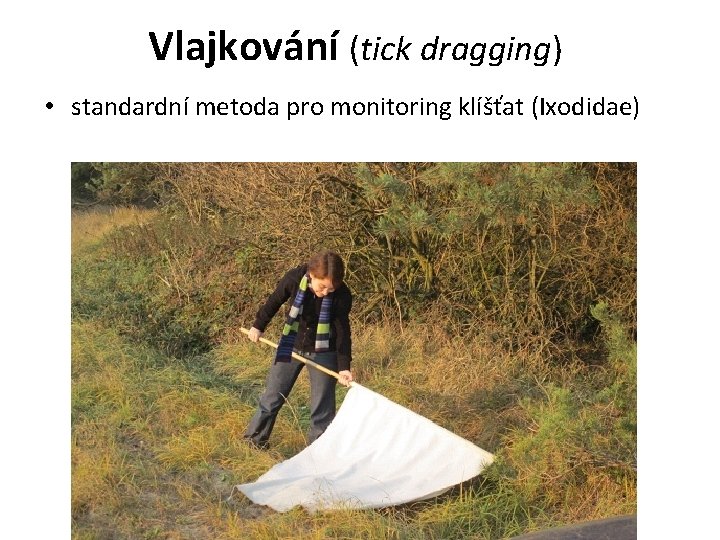 Vlajkování (tick dragging) • standardní metoda pro monitoring klíšťat (Ixodidae) 