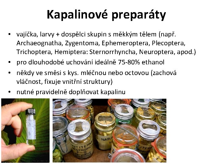 Kapalinové preparáty • vajíčka, larvy + dospělci skupin s měkkým tělem (např. Archaeognatha, Zygentoma,