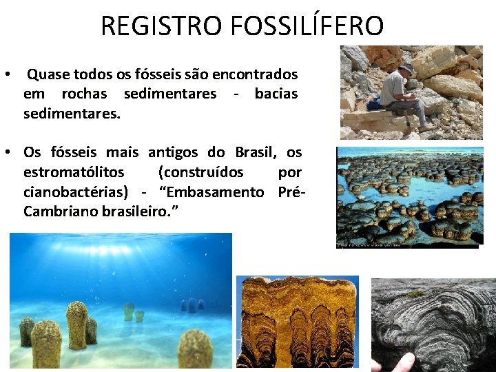 REGISTRO FOSSILÍFERO • Quase todos os fósseis são encontrados em rochas sedimentares - bacias REGISTRO FOSSILÍFERO • Quase todos os fósseis são encontrados em rochas sedimentares - bacias