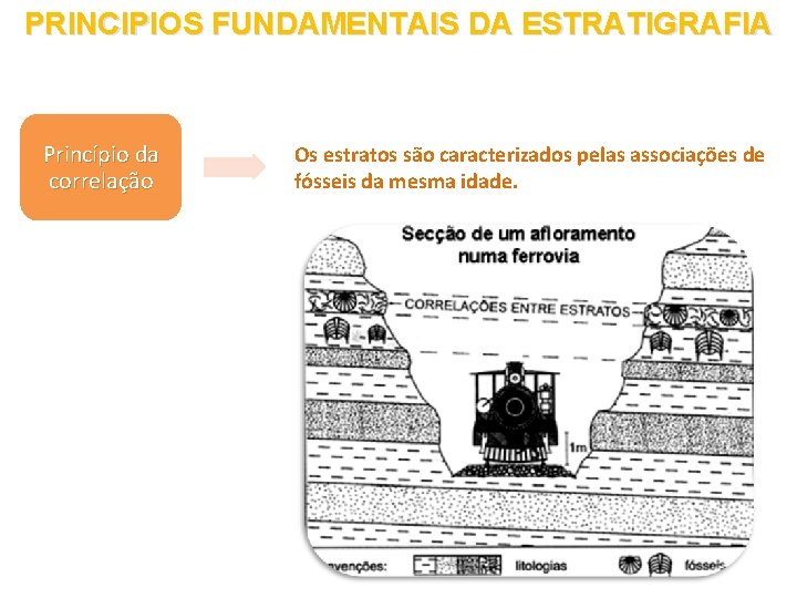 PRINCIPIOS FUNDAMENTAIS DA ESTRATIGRAFIA Princípio da correlação Os estratos são caracterizados pelas associações de