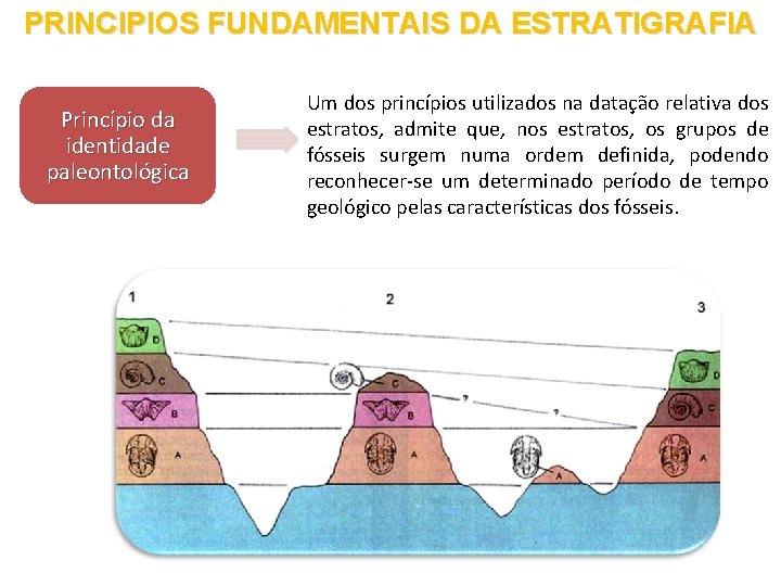 PRINCIPIOS FUNDAMENTAIS DA ESTRATIGRAFIA Princípio da identidade paleontológica Um dos princípios utilizados na datação PRINCIPIOS FUNDAMENTAIS DA ESTRATIGRAFIA Princípio da identidade paleontológica Um dos princípios utilizados na datação