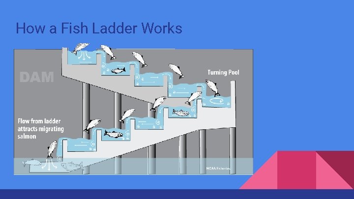 How a Fish Ladder Works 