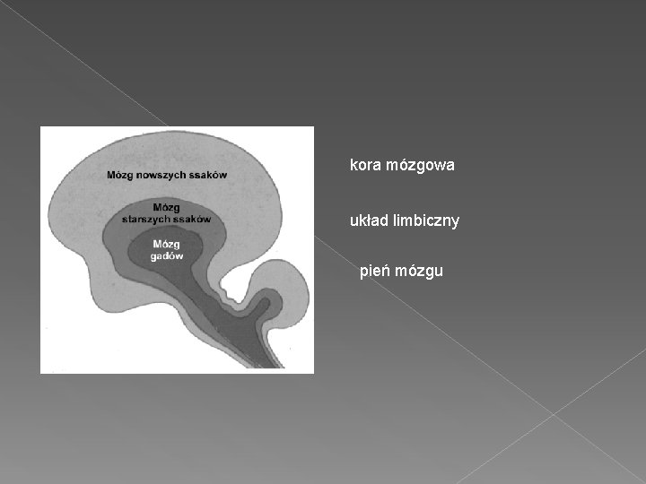 kora mózgowa układ limbiczny pień mózgu 