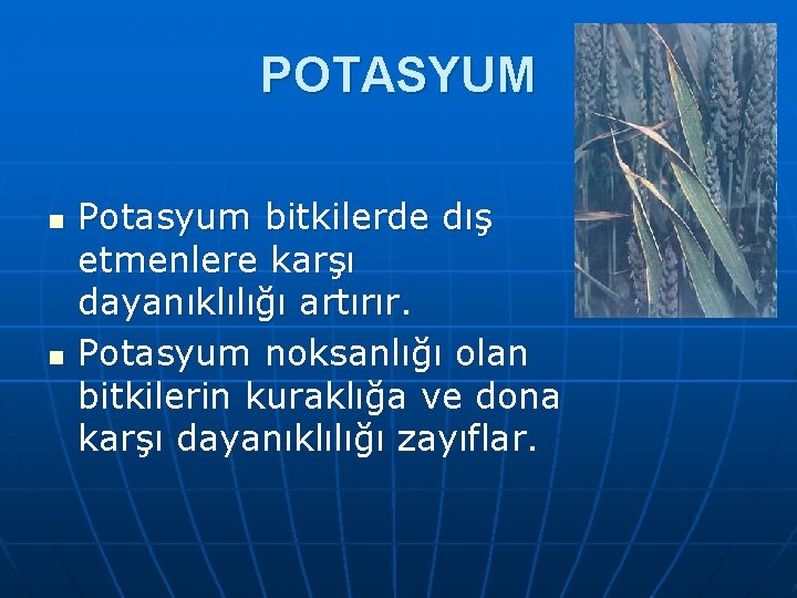 POTASYUM n n Potasyum bitkilerde dış etmenlere karşı dayanıklılığı artırır. Potasyum noksanlığı olan bitkilerin