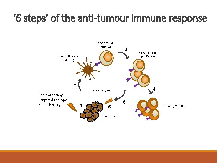 ‘ 6 steps’ of the anti-tumour immune response CD 8+ T cell priming 3