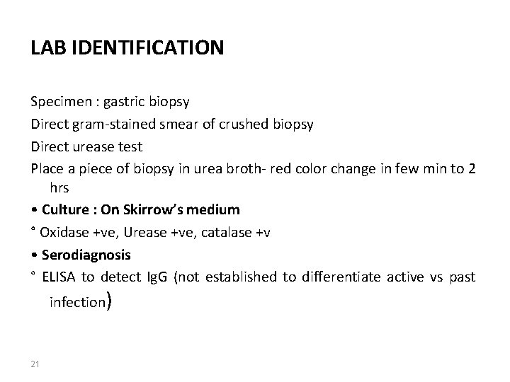 LAB IDENTIFICATION Specimen : gastric biopsy Direct gram-stained smear of crushed biopsy Direct urease