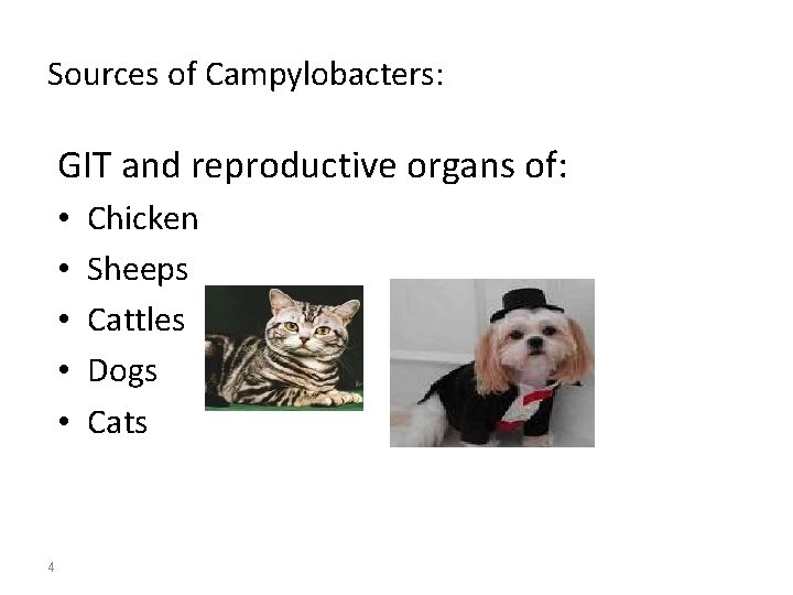 Sources of Campylobacters: GIT and reproductive organs of: • • • 4 Chicken Sheeps
