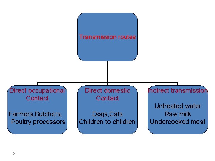 Transmission routes Direct occupational Contact Farmers, Butchers, Poultry processors 5 Direct domestic Contact Dogs,