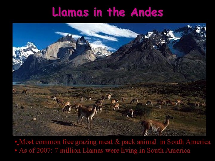 Llamas in the Andes • Most common free grazing meat & pack animal in