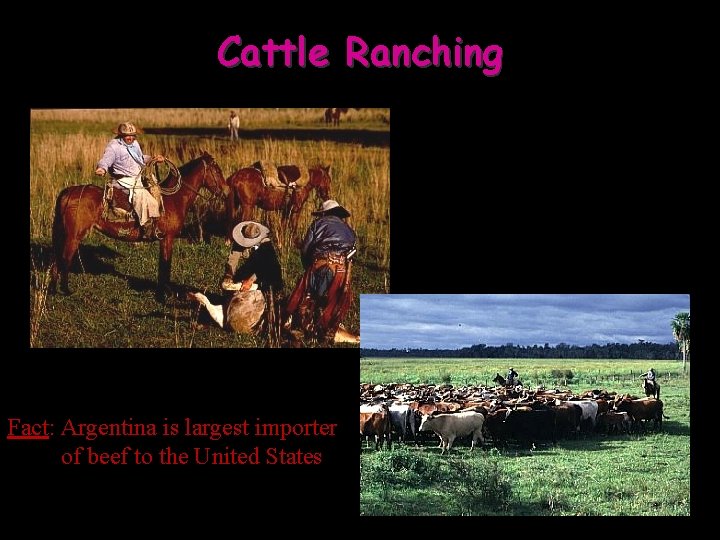 Cattle Ranching Fact: Argentina is largest importer of beef to the United States 