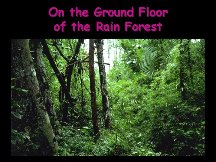 On the Ground Floor of the Rain Forest 