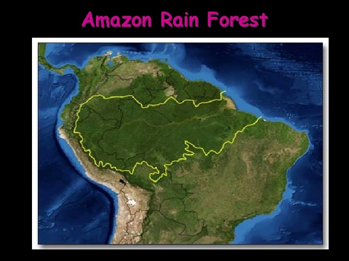Amazon Rain Forest 