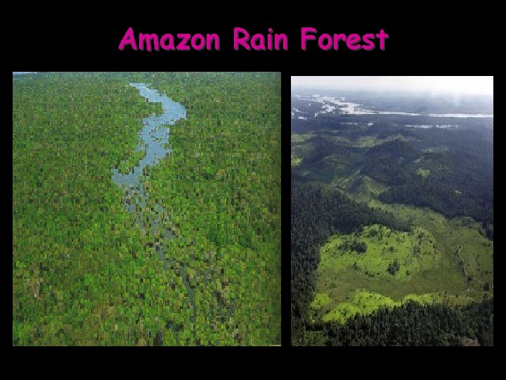Amazon Rain Forest 