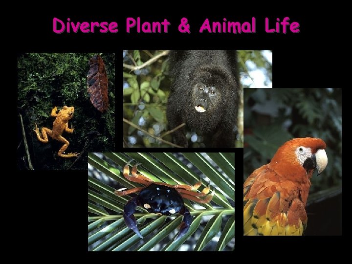 Diverse Plant & Animal Life 