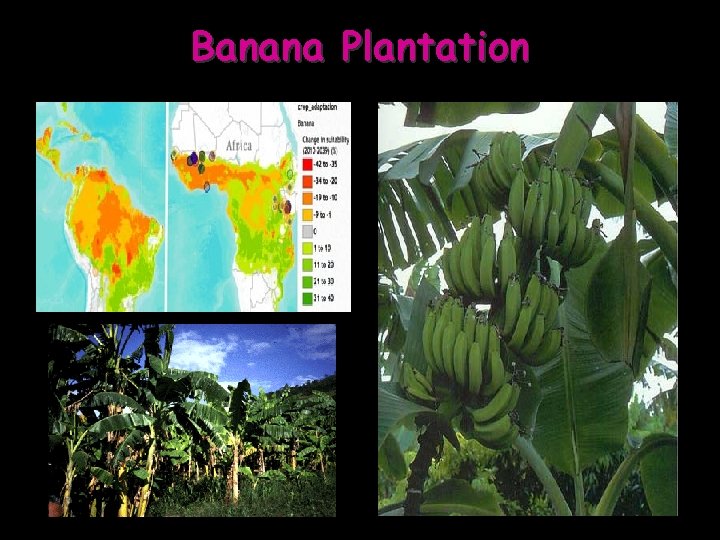 Banana Plantation 