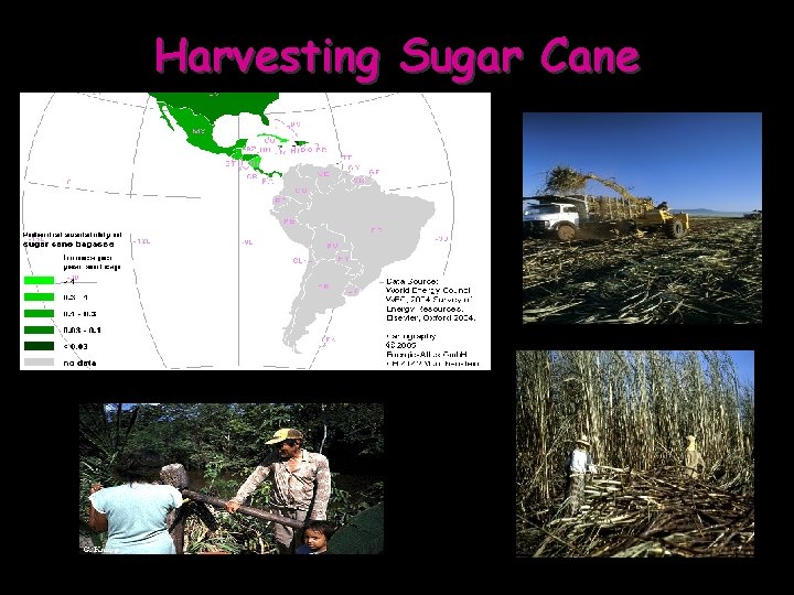 Harvesting Sugar Cane 