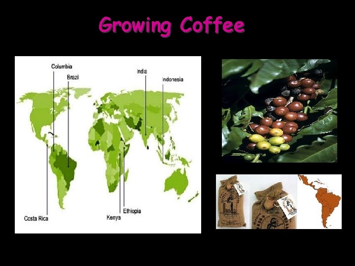 Growing Coffee 