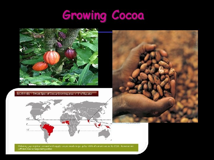 Growing Cocoa 
