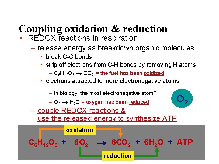 Coupling oxidation & reduction • REDOX reactions in respiration – release energy as breakdown