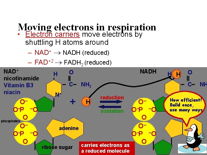 Moving electrons in respiration • Electron carriers move electrons by shuttling H atoms around