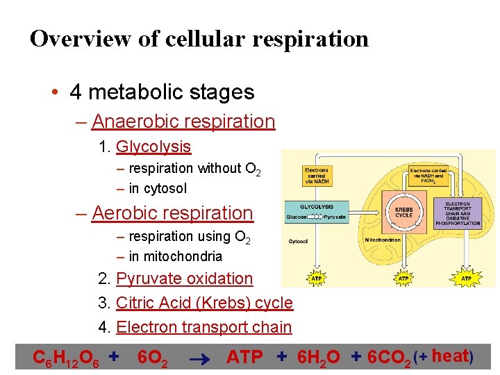 Overview of cellular respiration • 4 metabolic stages – Anaerobic respiration 1. Glycolysis –