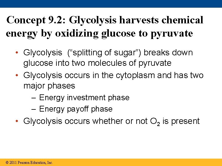 Concept 9. 2: Glycolysis harvests chemical energy by oxidizing glucose to pyruvate • Glycolysis