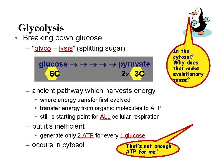 Glycolysis • Breaking down glucose – “glyco – lysis” (splitting sugar) glucose pyruvate 2