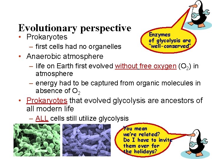 Evolutionary perspective • Prokaryotes – first cells had no organelles Enzymes of glycolysis are