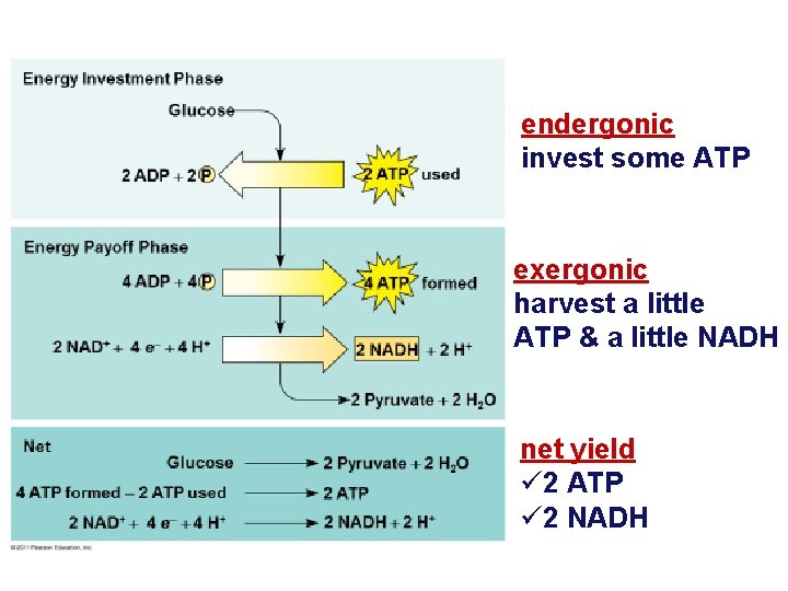 endergonic invest some ATP exergonic harvest a little ATP & a little NADH net