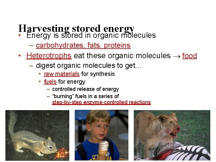 Harvesting stored energy • Energy is stored in organic molecules – carbohydrates, fats, proteins