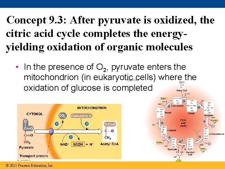 Concept 9. 3: After pyruvate is oxidized, the citric acid cycle completes the energyyielding