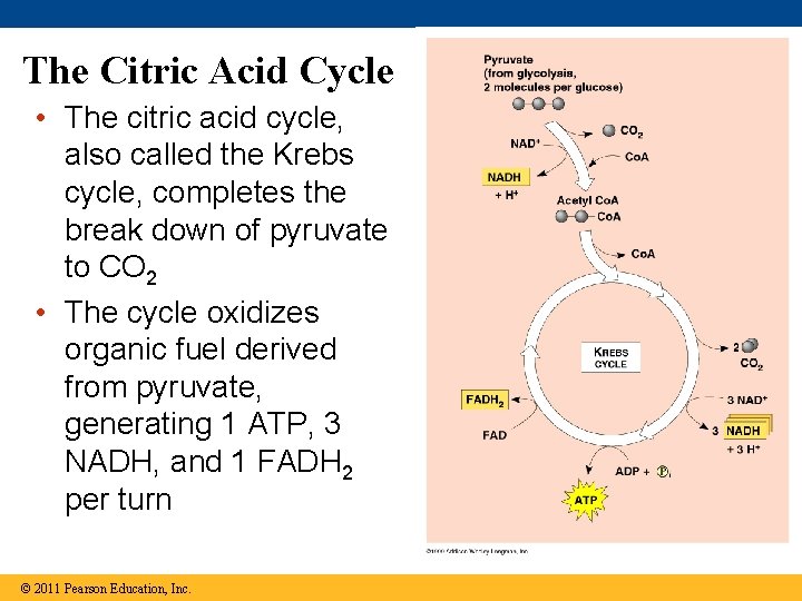 The Citric Acid Cycle • The citric acid cycle, also called the Krebs cycle,