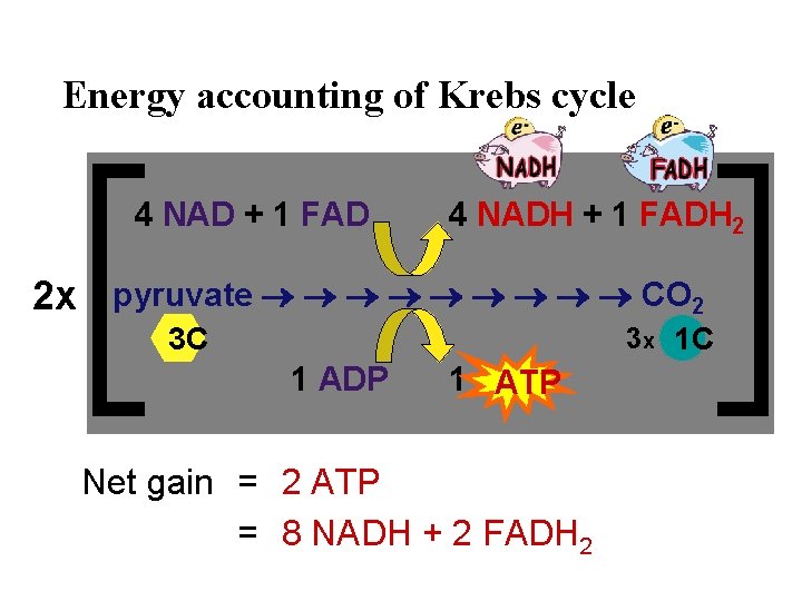 Energy accounting of Krebs cycle 4 NAD + 1 FAD 4 NADH + 1