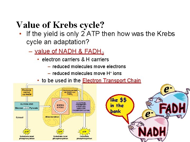 Value of Krebs cycle? • If the yield is only 2 ATP then how