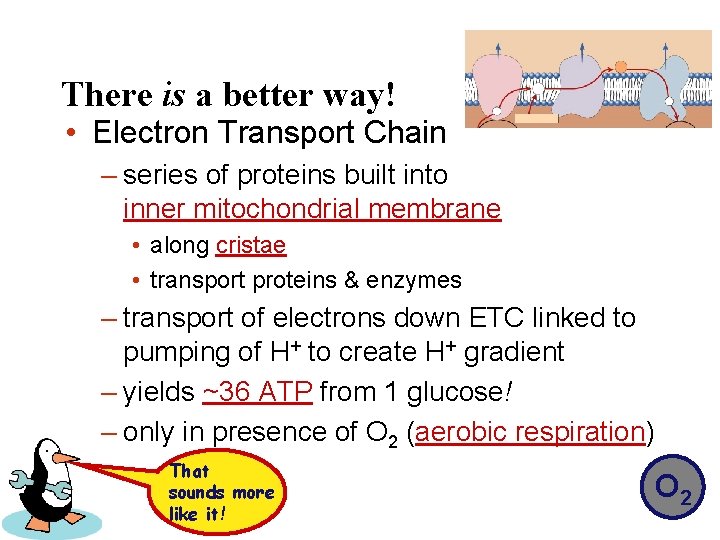 There is a better way! • Electron Transport Chain – series of proteins built