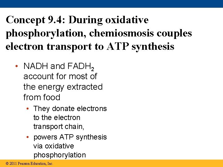 Concept 9. 4: During oxidative phosphorylation, chemiosmosis couples electron transport to ATP synthesis •