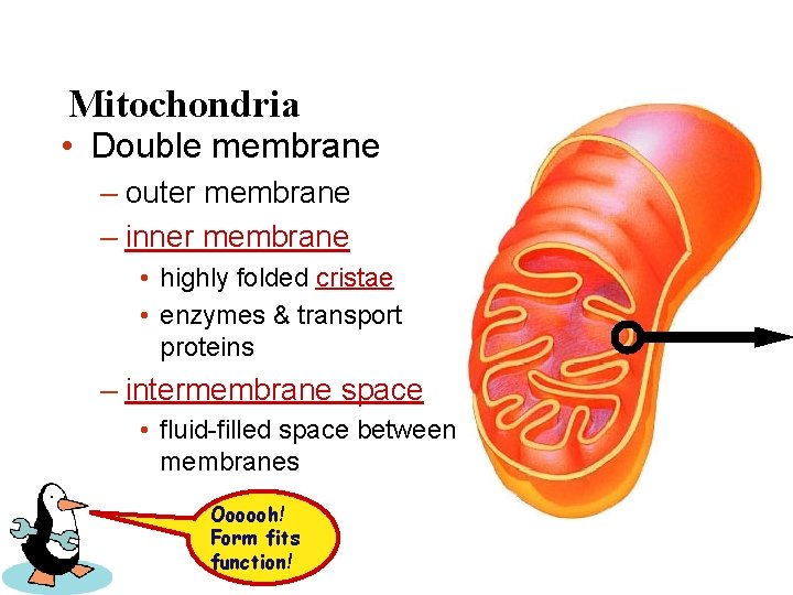 Mitochondria • Double membrane – outer membrane – inner membrane • highly folded cristae