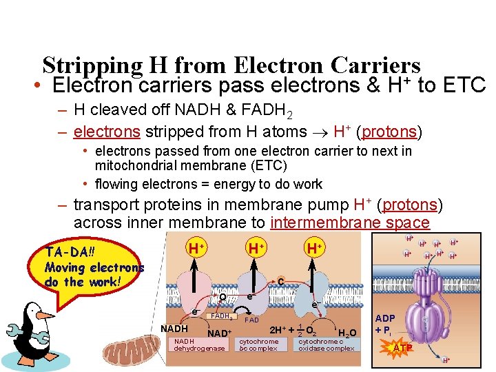 Stripping H from Electron Carriers + • Electron carriers pass electrons & H to