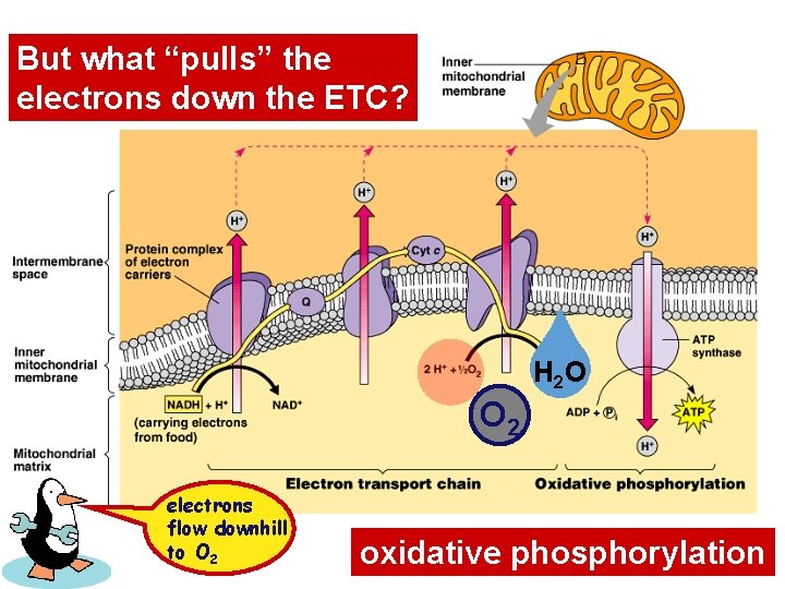 But what “pulls” the electrons down the ETC? H 2 O O 2 electrons