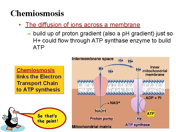 Chemiosmosis • The diffusion of ions across a membrane – build up of proton