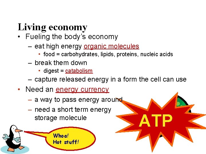 Living economy • Fueling the body’s economy – eat high energy organic molecules •