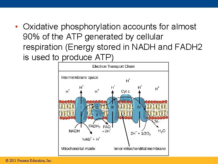  • Oxidative phosphorylation accounts for almost 90% of the ATP generated by cellular